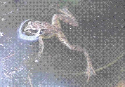 Grasfrosch